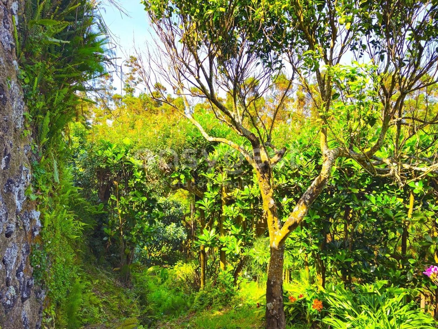 双拼别墅出售在Ponta Delgada (São Sebastião) - 花园