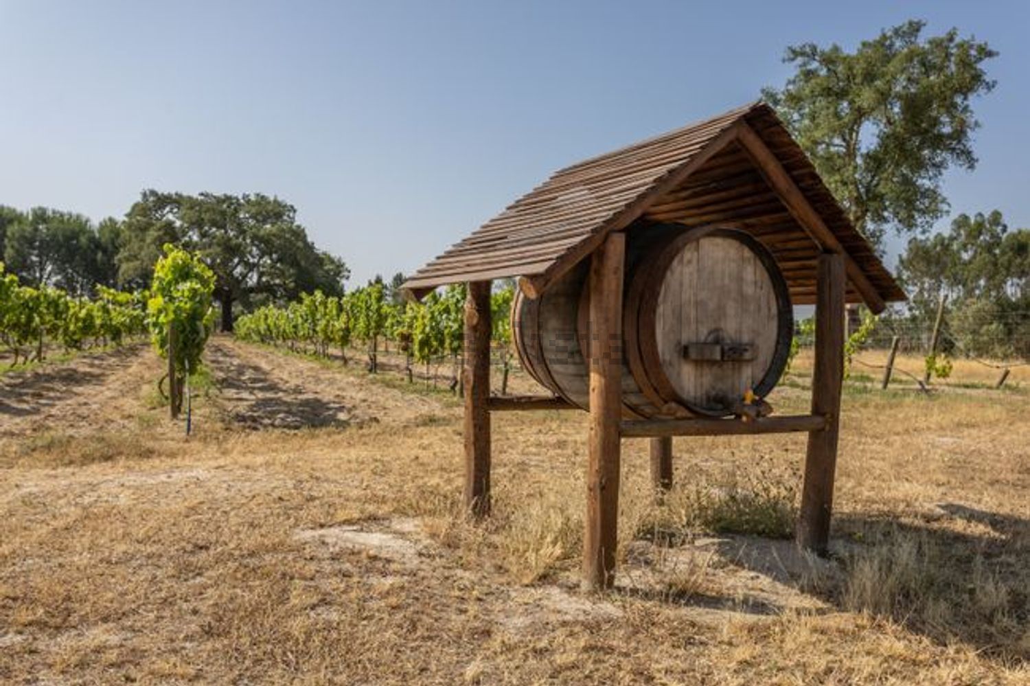 庄园出售在Canha - 花园