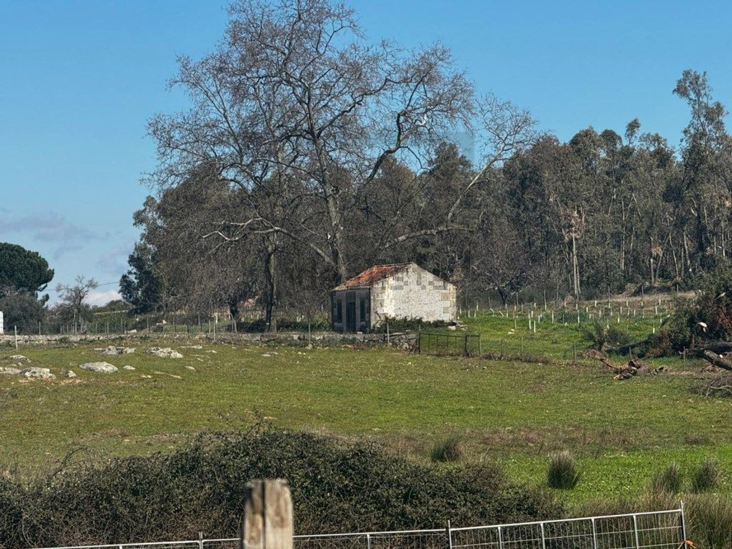 庄园出售在Castelo Branco - 花园