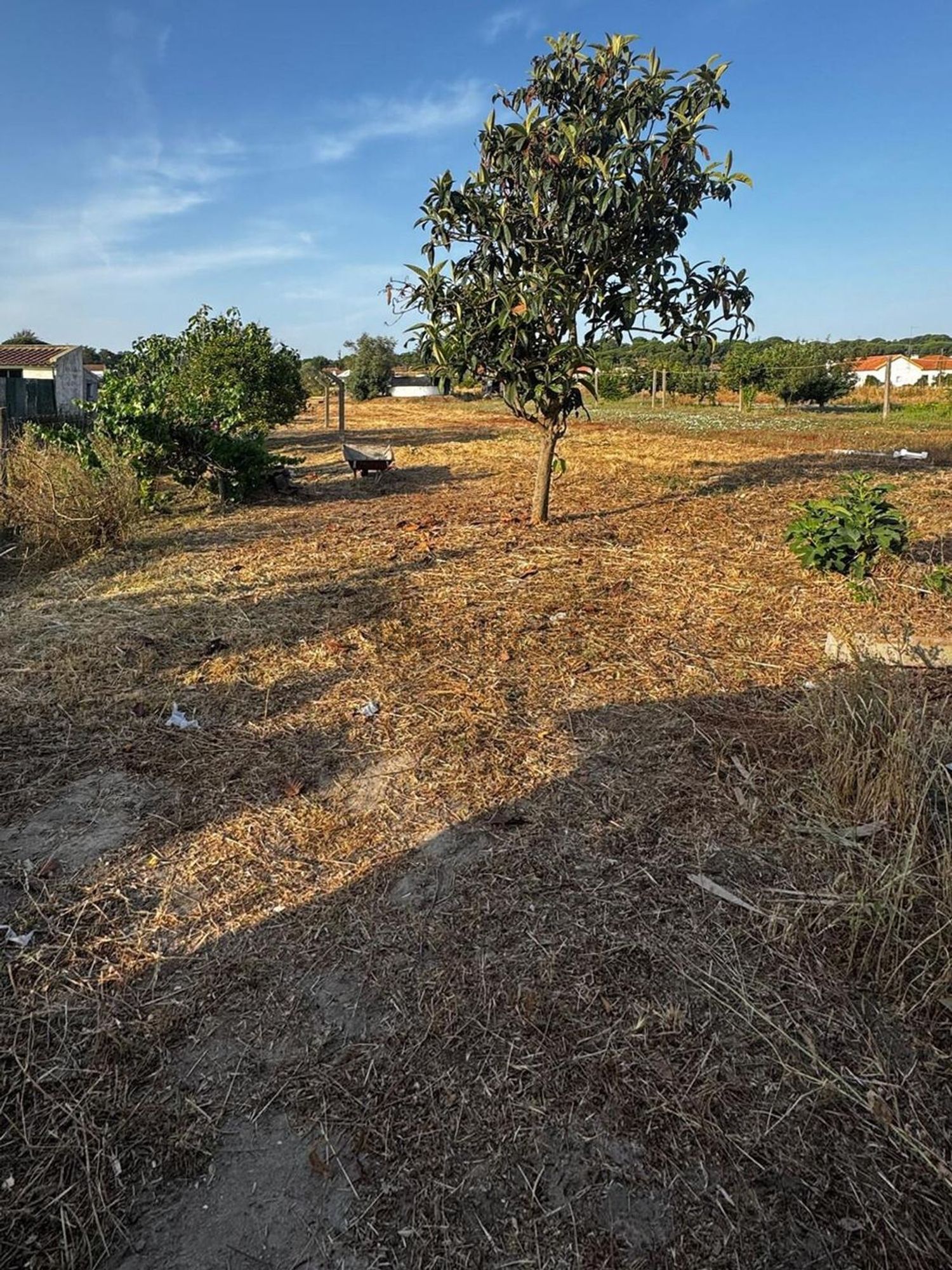 农庄出售在Couço - 花园