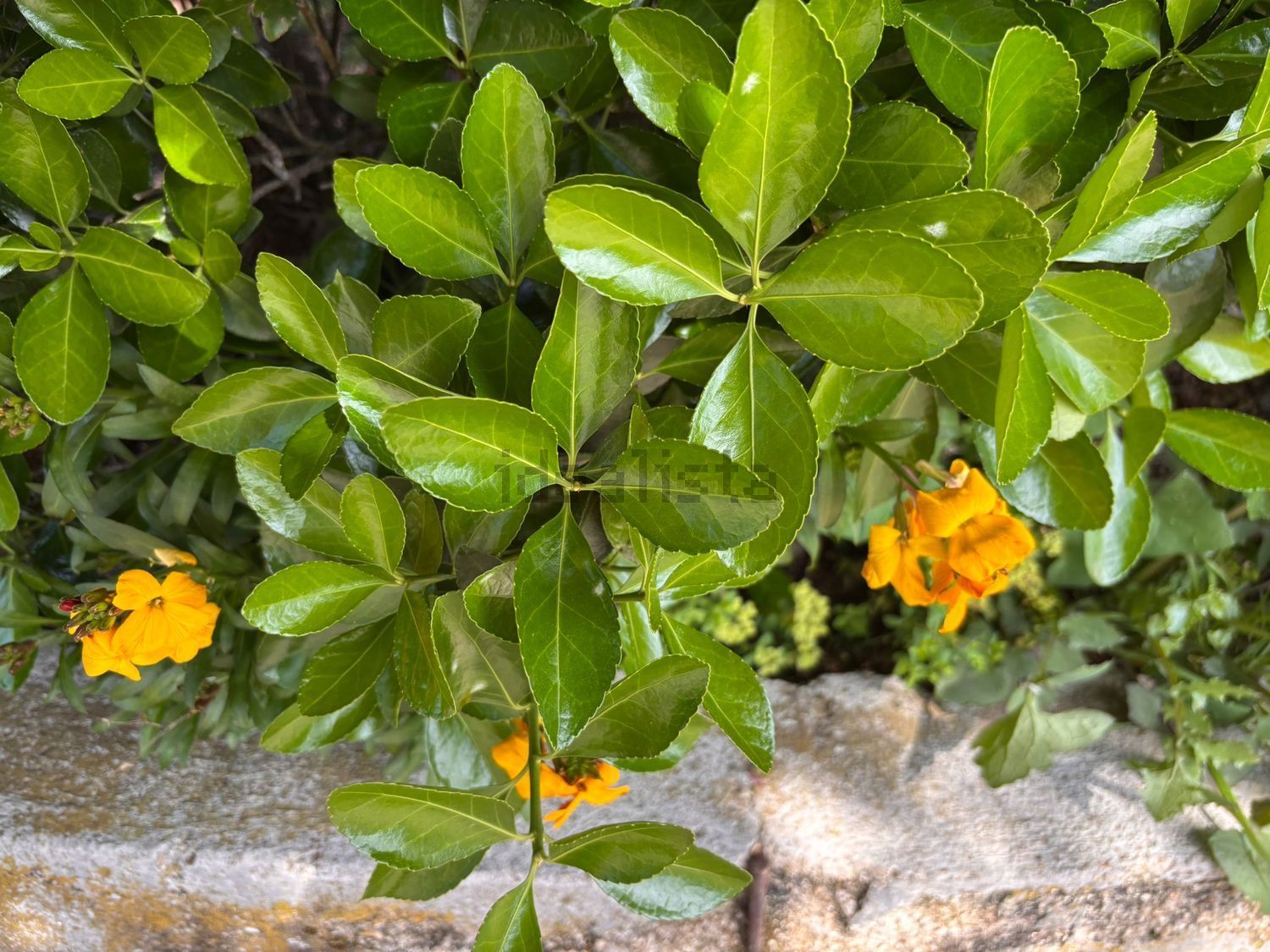 小楼房或独栋别墅出售N16 - 花园