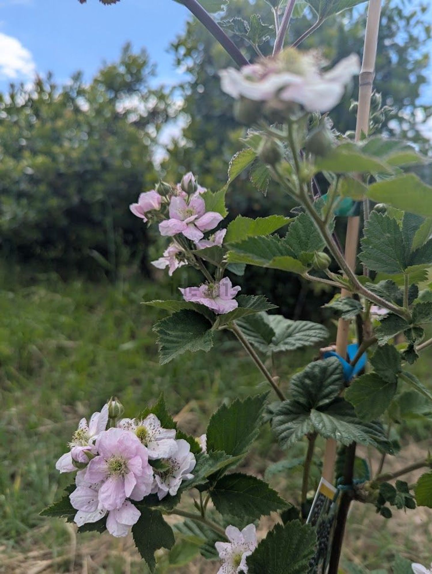 庄园出售Barão das Casas Novas, 1 - 花园