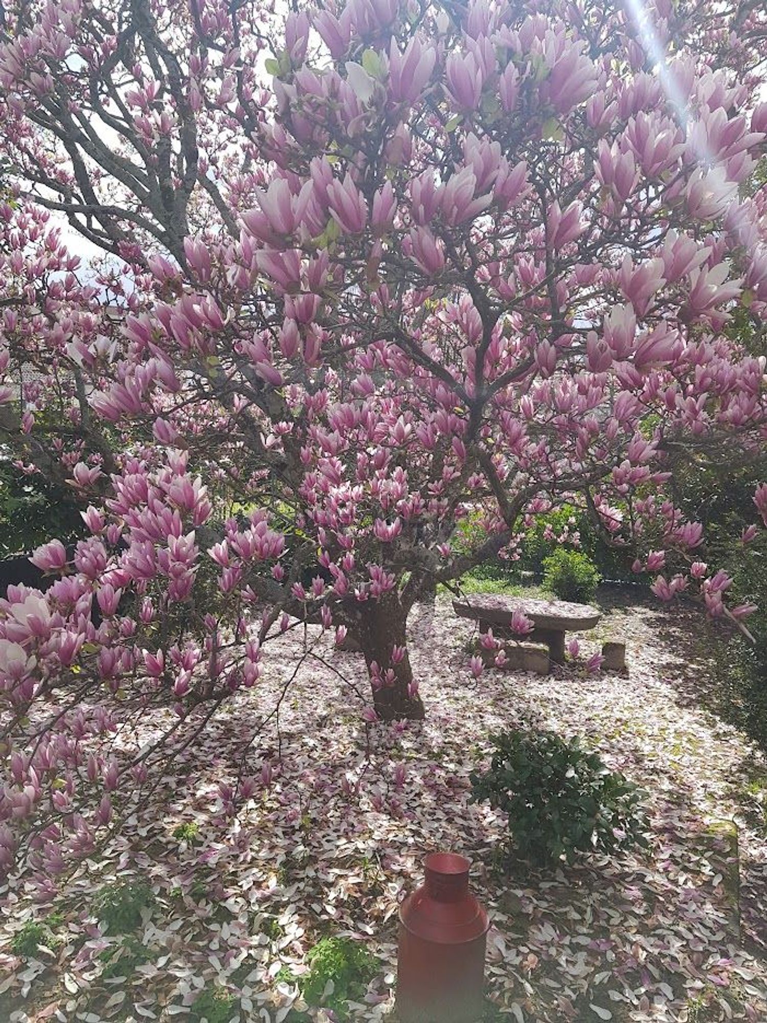 小楼房或独栋别墅出售在Vila Real - 花园