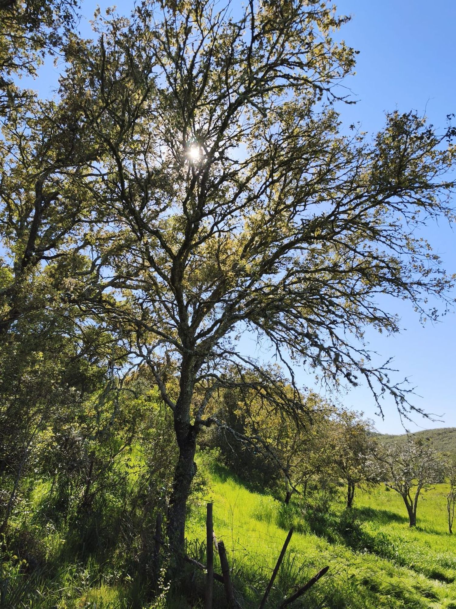 阿连特茹山出售Ourique, Portela de Lobo, Courela Casa Branca s/n - 环境