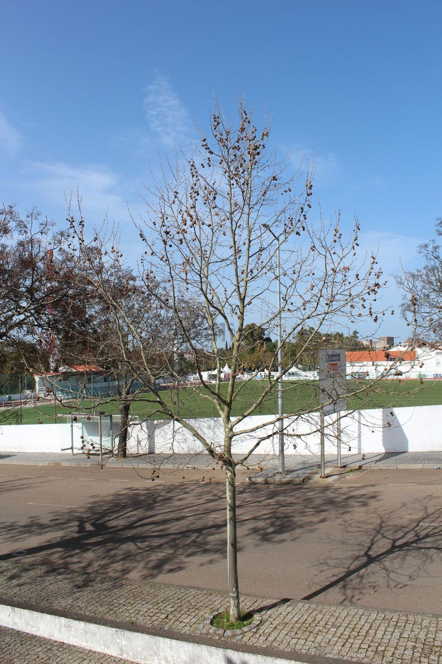 小楼房或独栋别墅出售在Estrada de São Bráz, 1 - 卧室