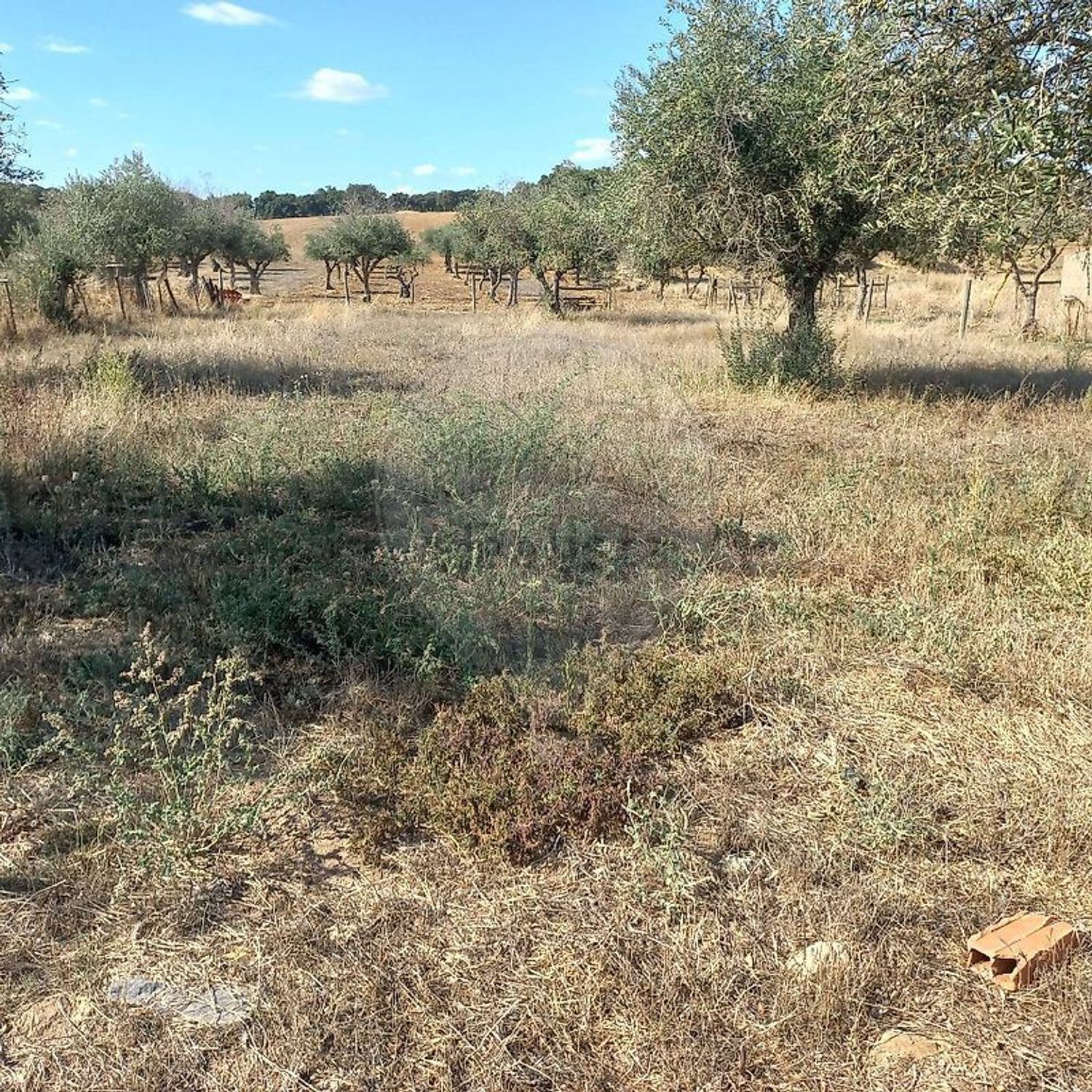 小楼房或独栋别墅出售Autoestrada do Alentejo - 花园