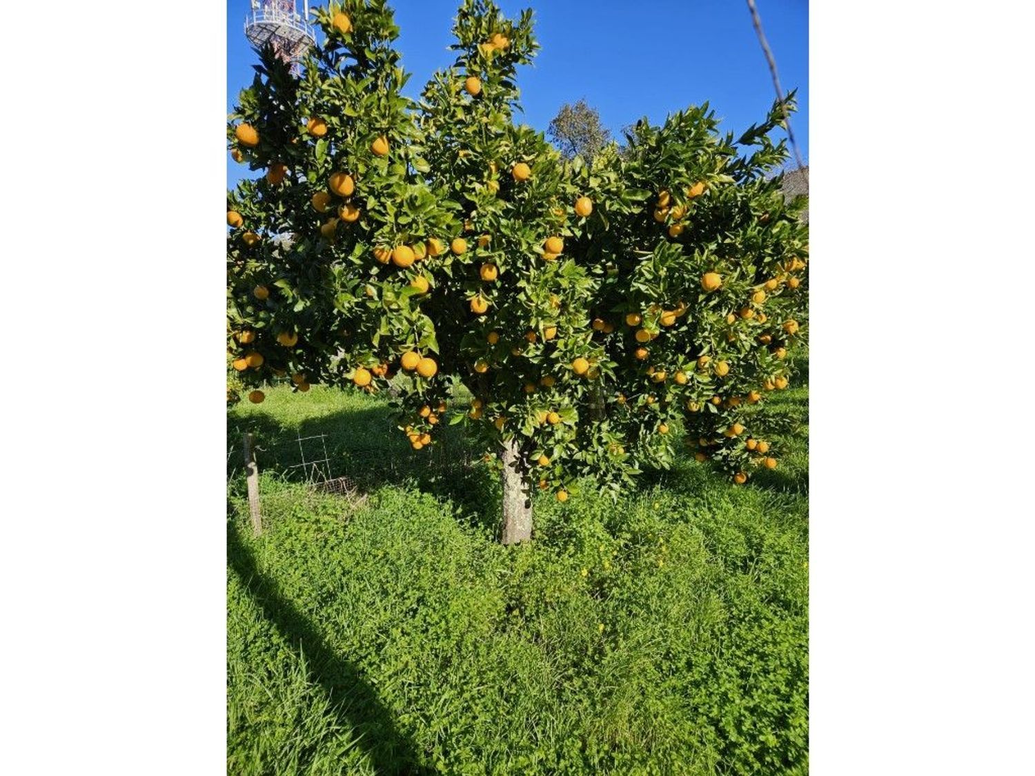 庄园出售在Malagueira e Horta das Figueiras - 花园