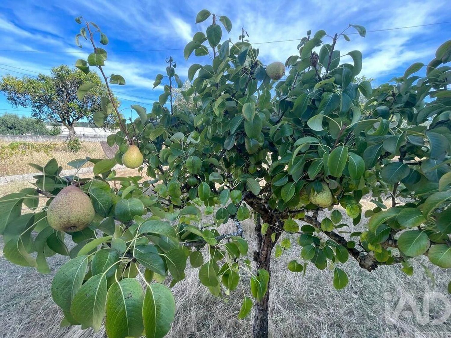 小楼房或别墅出售在Pelariga - 周边