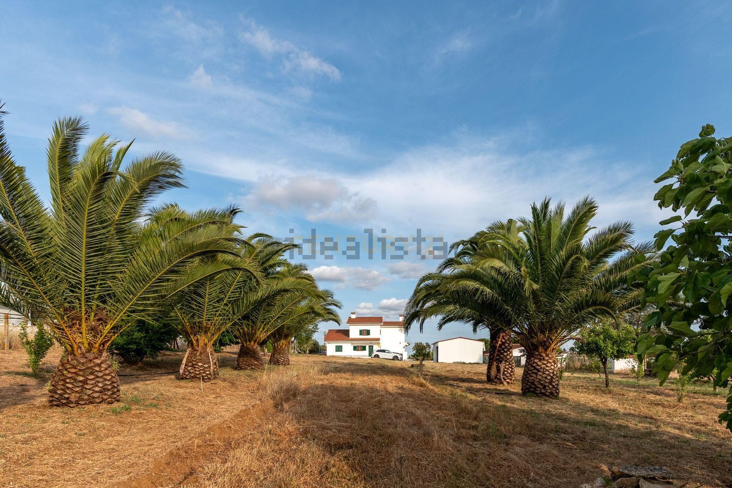 农庄出售在Estrada da Quinta do Evaristo, 92 - 照片