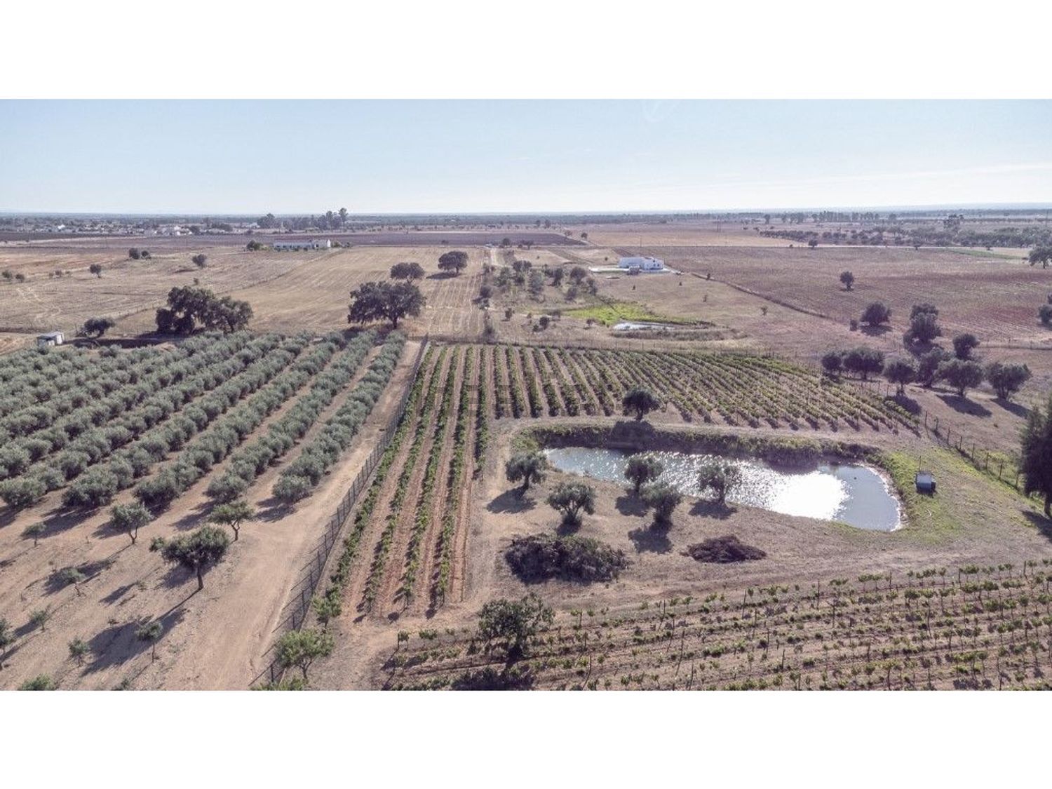 庄园出售在Ferreira do Alentejo - 视线