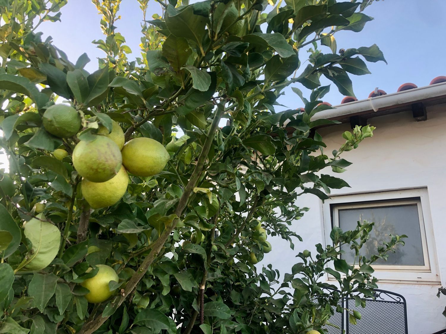 农庄出售M532 s/n - 院子