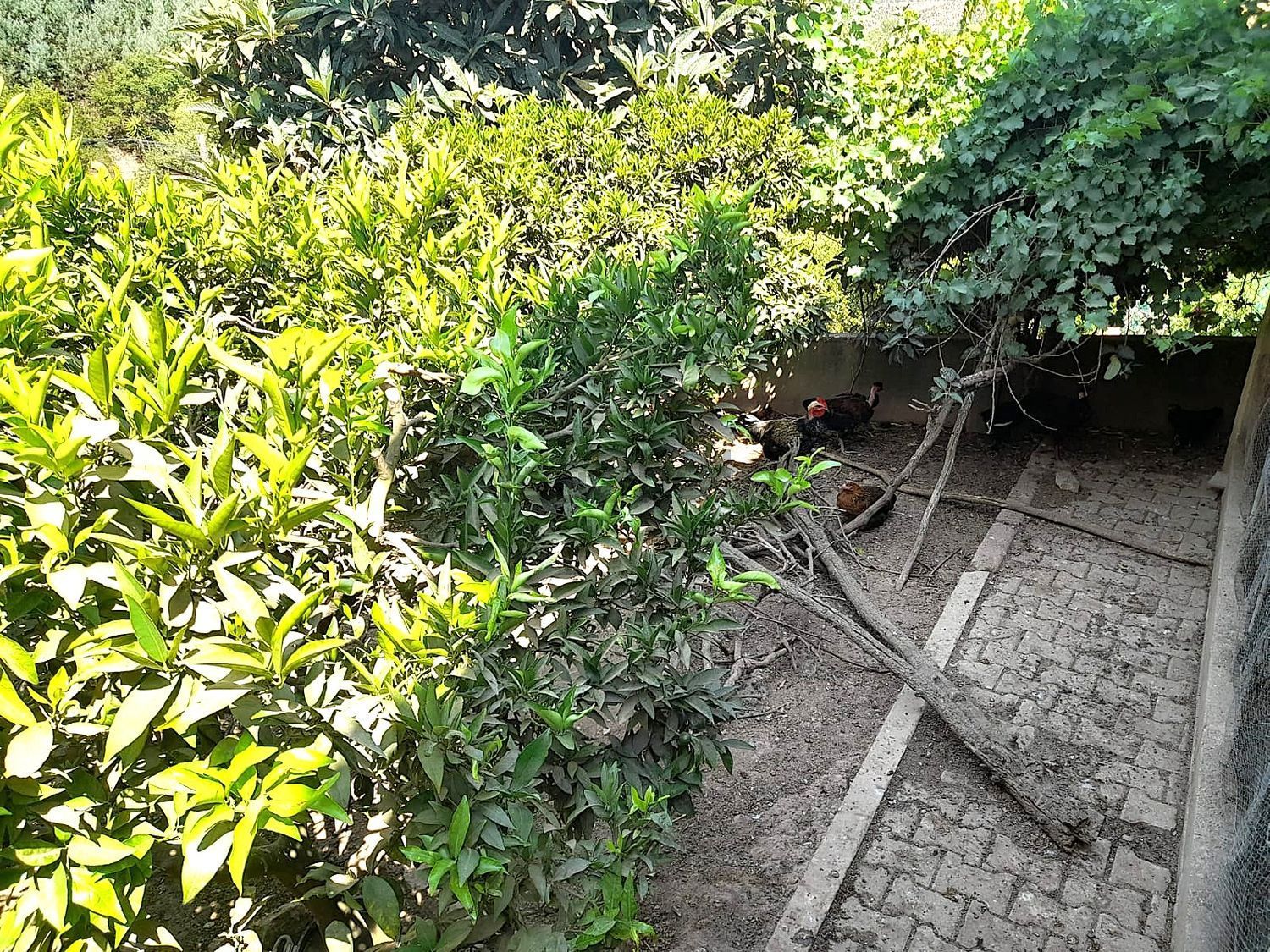 小楼房或独栋别墅出售在Avenida António Manuel Ribeiro s/n - 花园