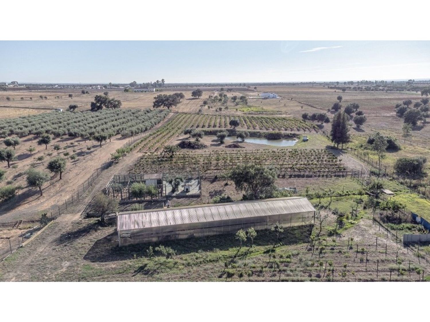 庄园出售在Ferreira do Alentejo - 视线