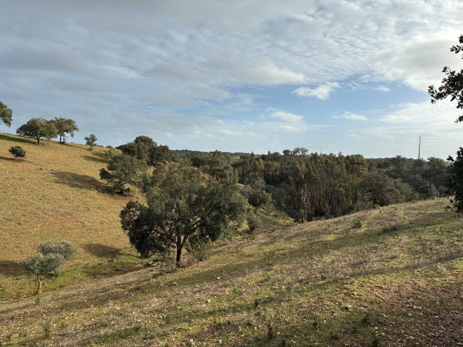 庄园出售在Caminho Municipal 1071 - 视线