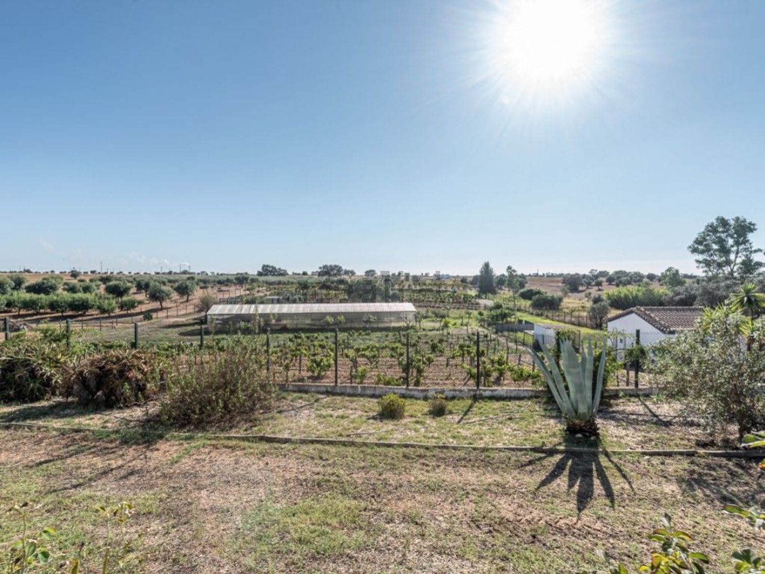 庄园出售在Ferreira do Alentejo - 花园
