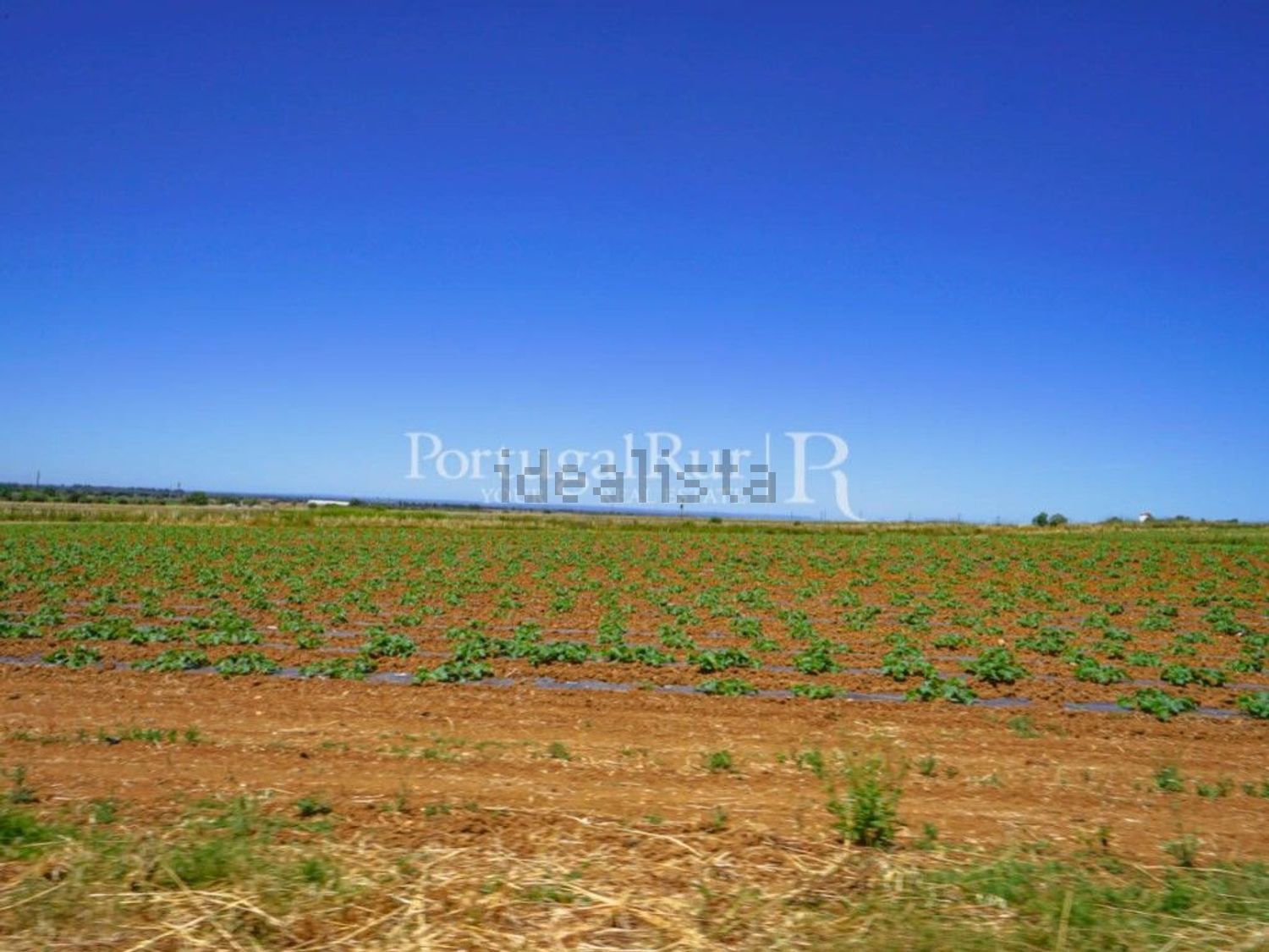 农庄出售在Ferreira do Alentejo - 照片