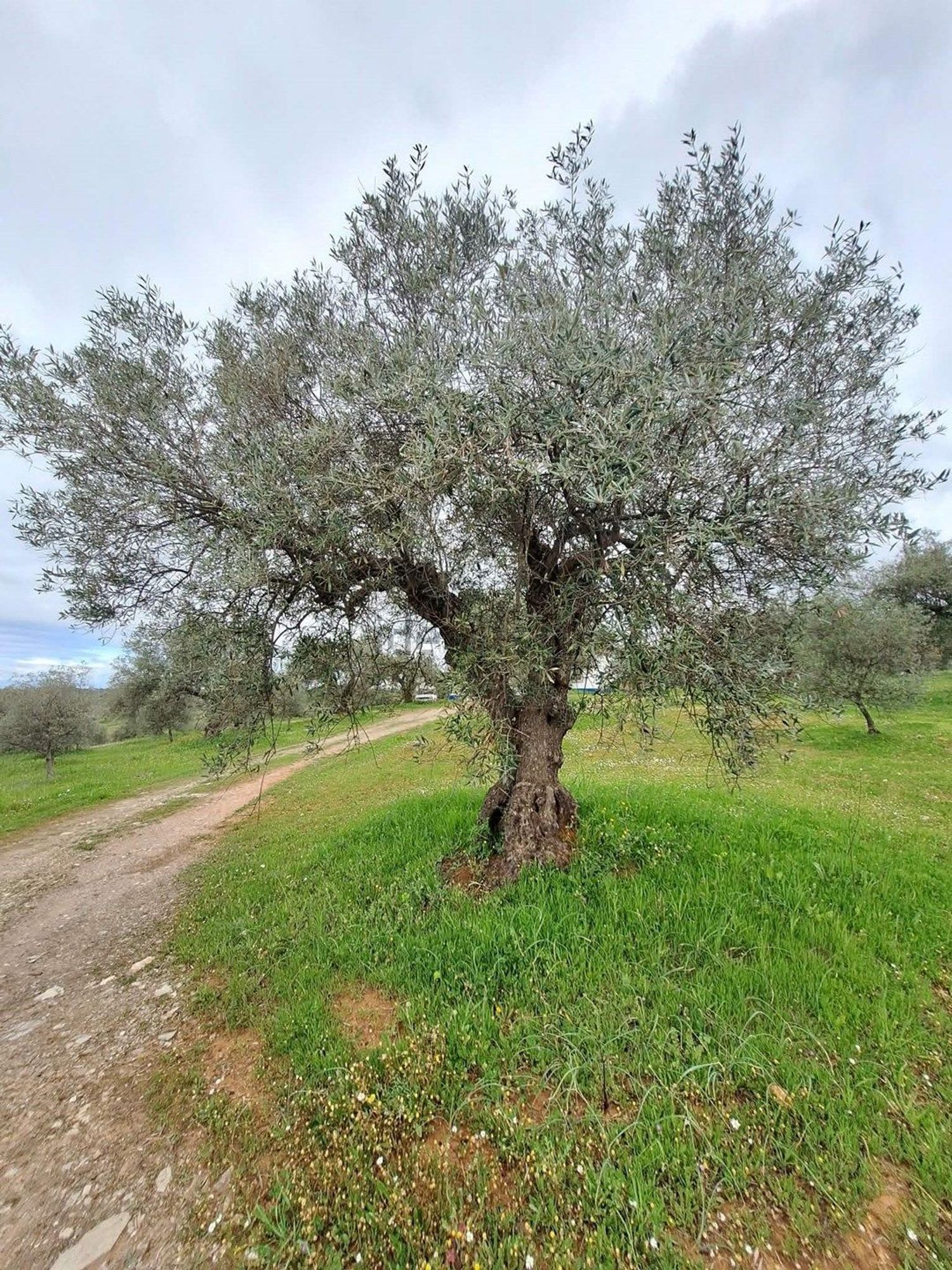 庄园出售在Vila Verde de Ficalho - 花园