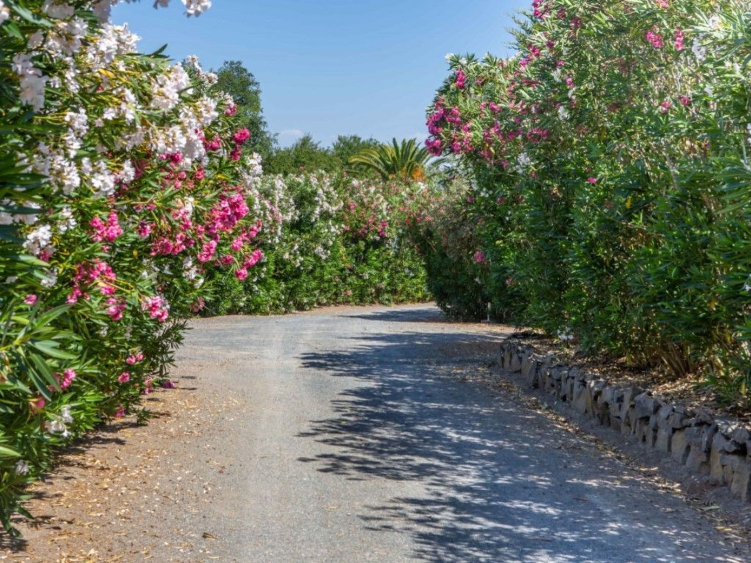 庄园出售在Ferreira do Alentejo - 花园