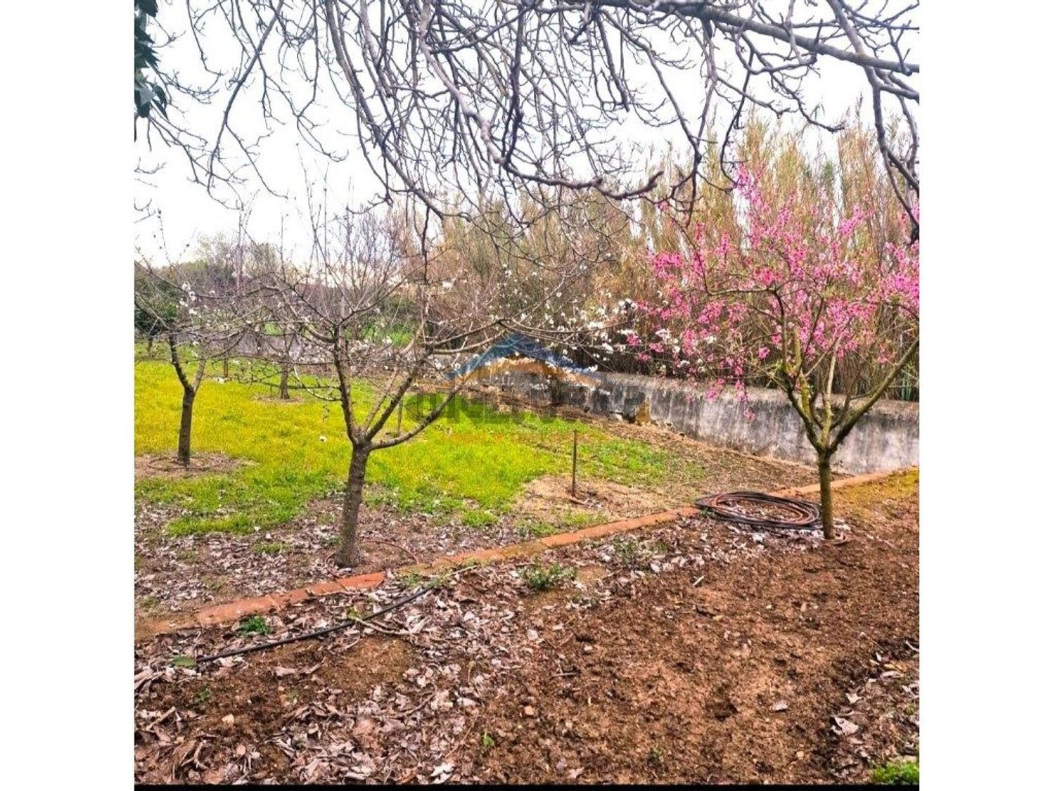 庄园出售在Assunção - Ajuda - Salvador - Santo Ildefonso - 花园