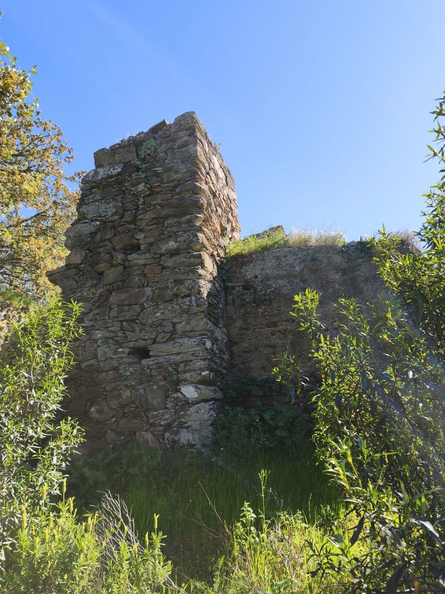 阿连特茹山出售Ourique, Portela de Lobo, Courela Casa Branca s/n - 花园