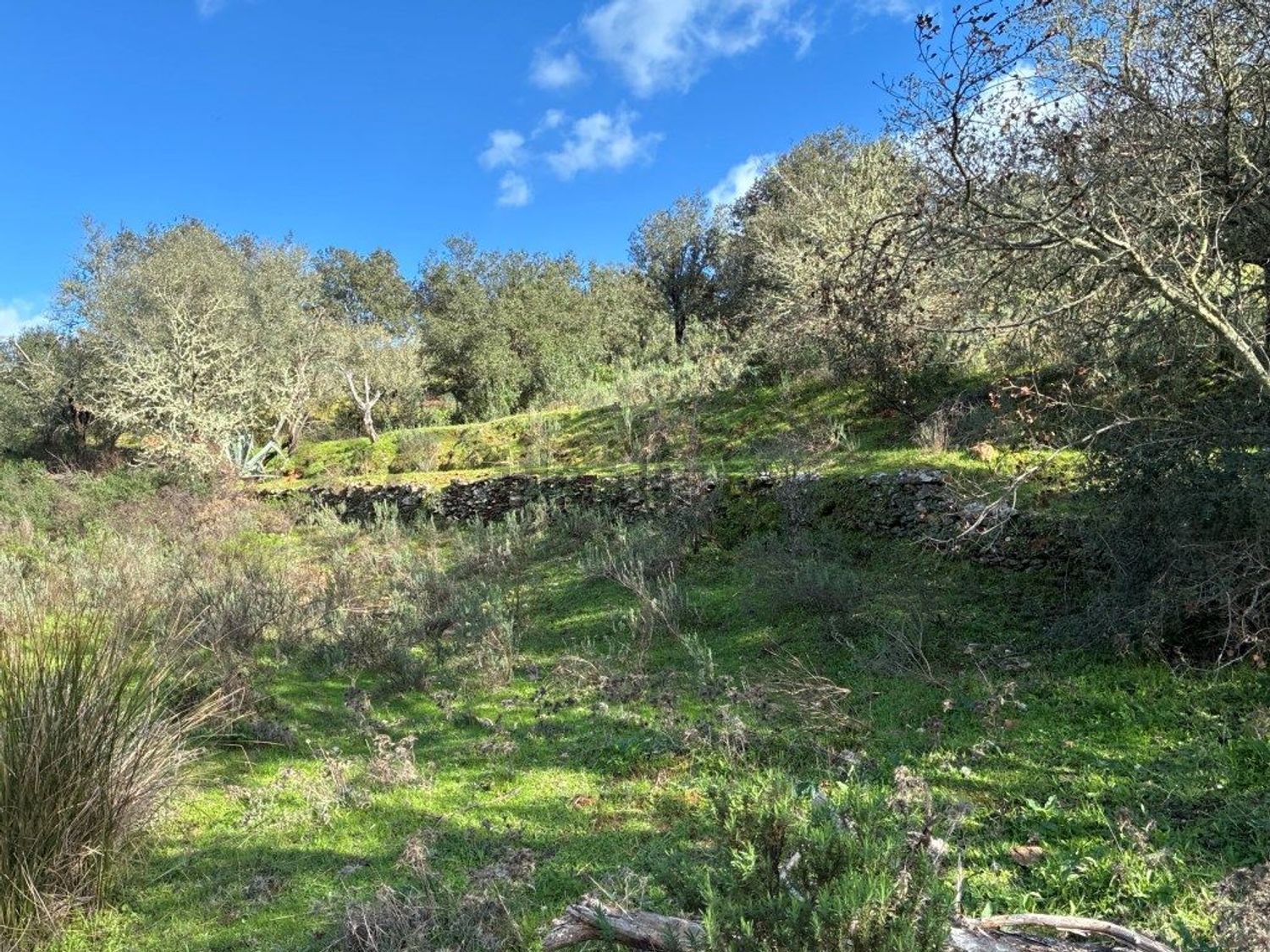 庄园出售在Estrada Sem Nome - 花园