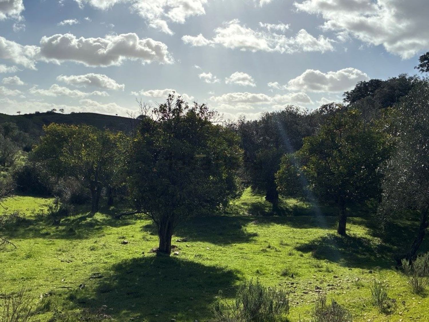 庄园出售在Estrada Sem Nome - 花园