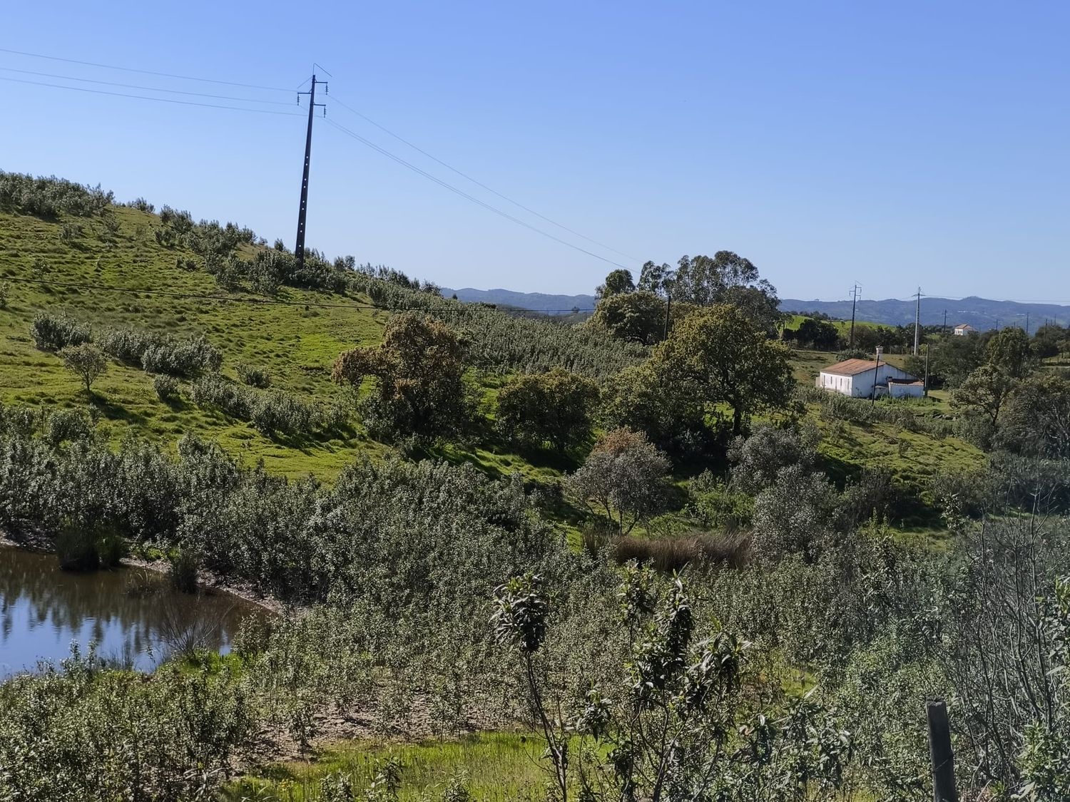 阿连特茹山出售Ourique, Portela de Lobo, Courela Casa Branca s/n - 视线