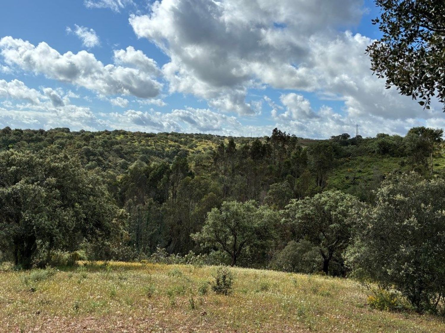 庄园出售在Caminho Municipal 1071 - 视线