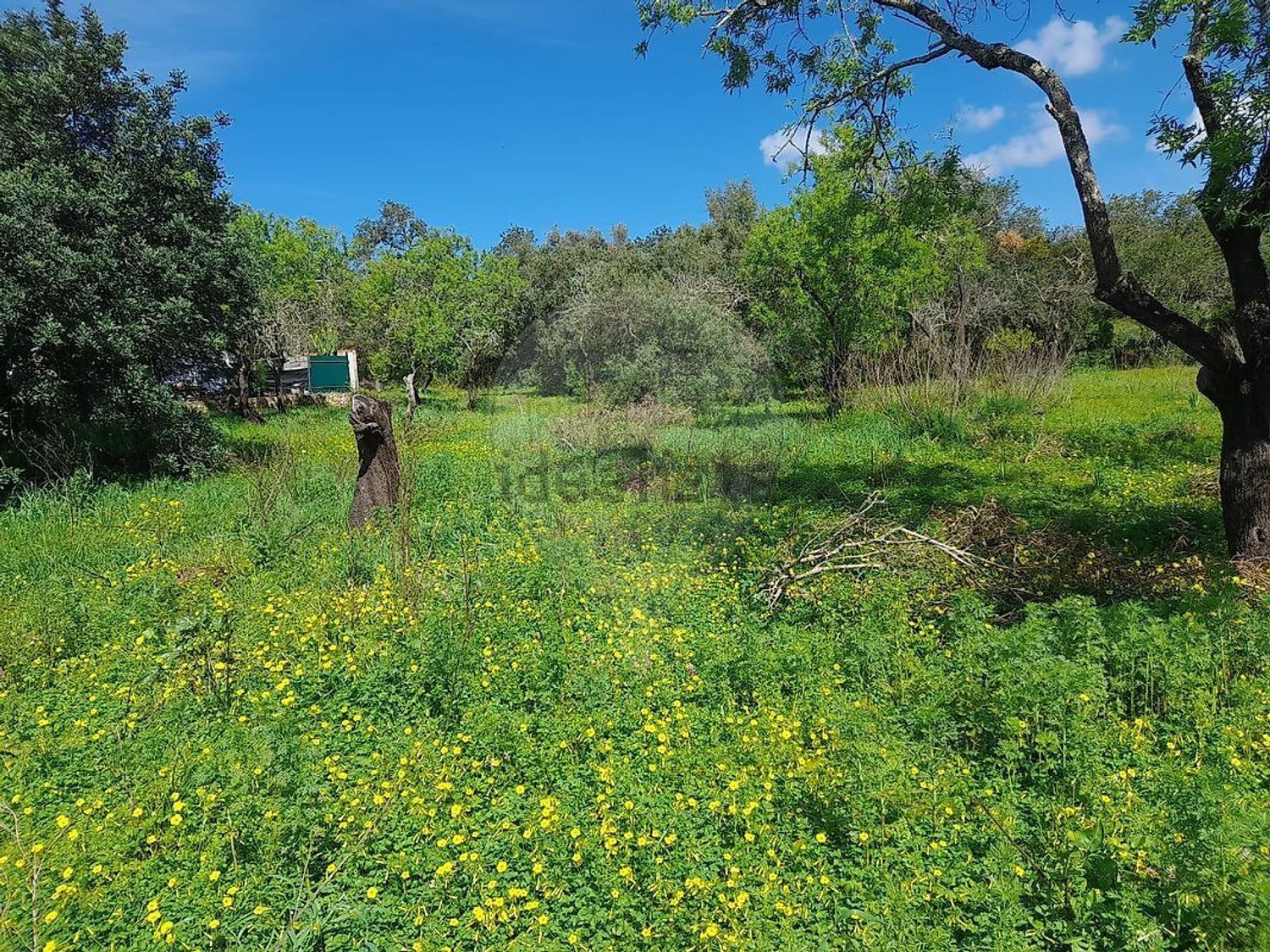 小楼房或独栋别墅出售Messines de Baixo, 8375-046, São Bartolomeu de Messines, Silves, Faro - 花园