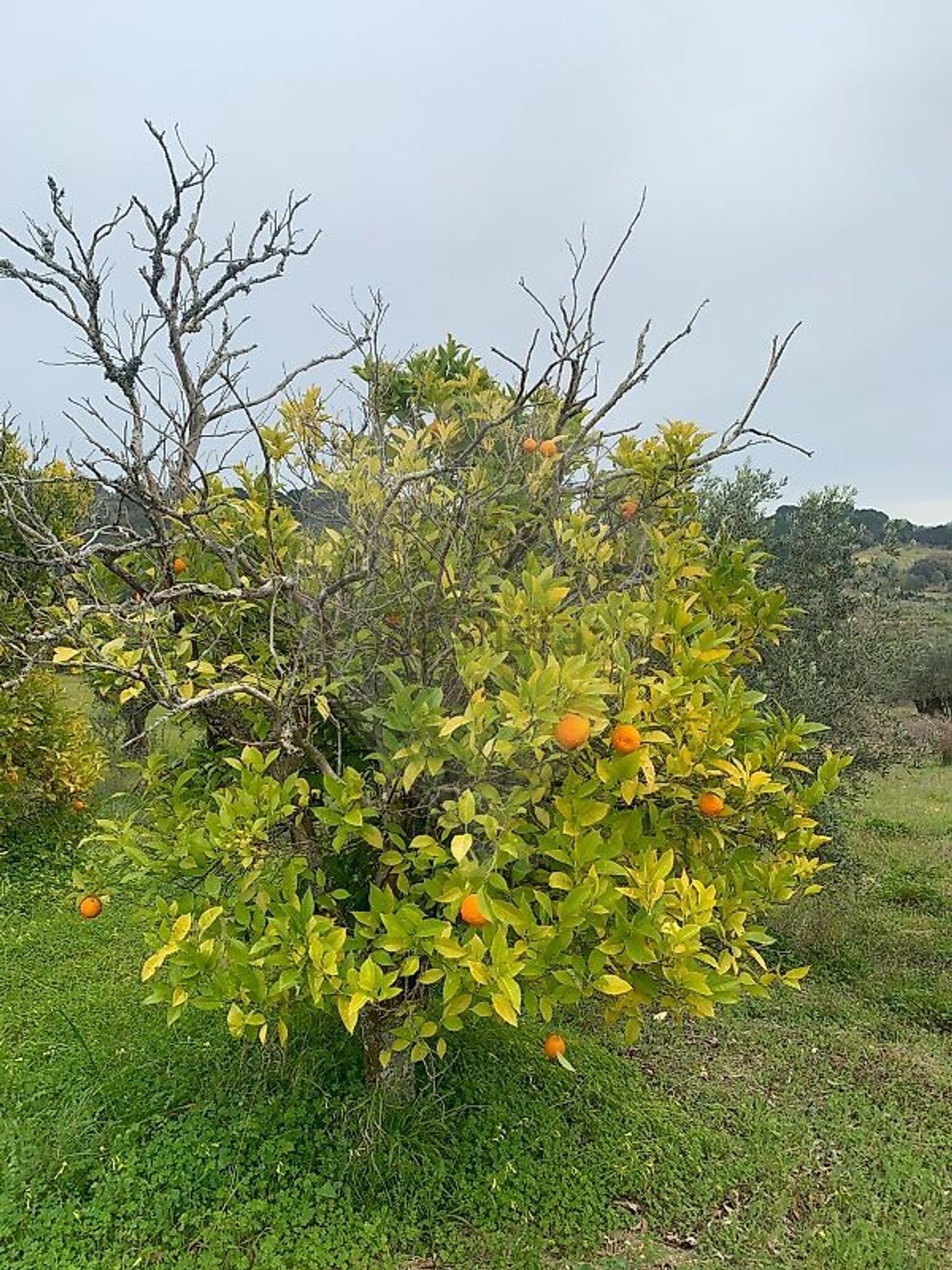 小楼房或独栋别墅出售在Largo Salvador - 花园