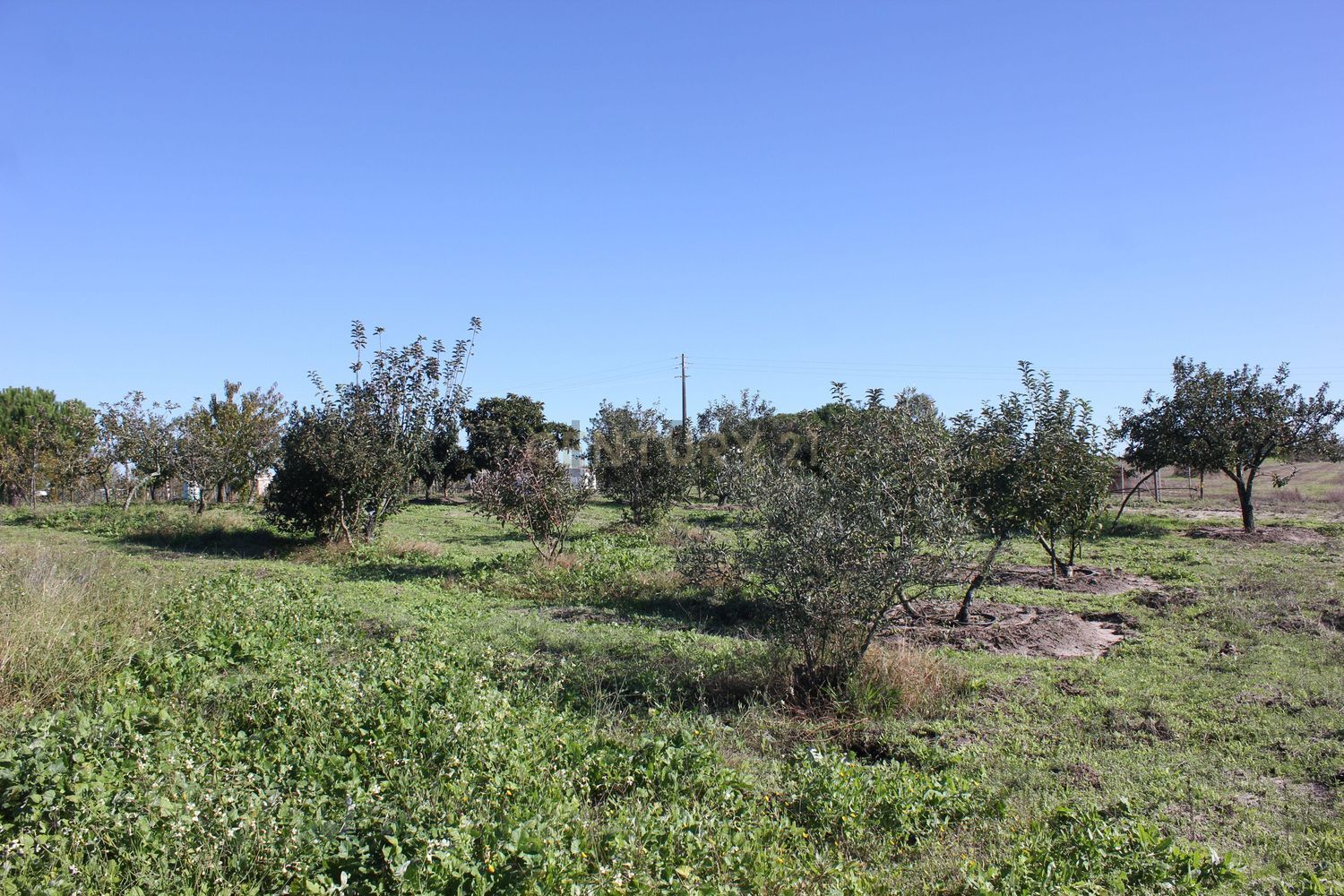 小楼房或独栋别墅出售在Estrada dos Alemães - 花园