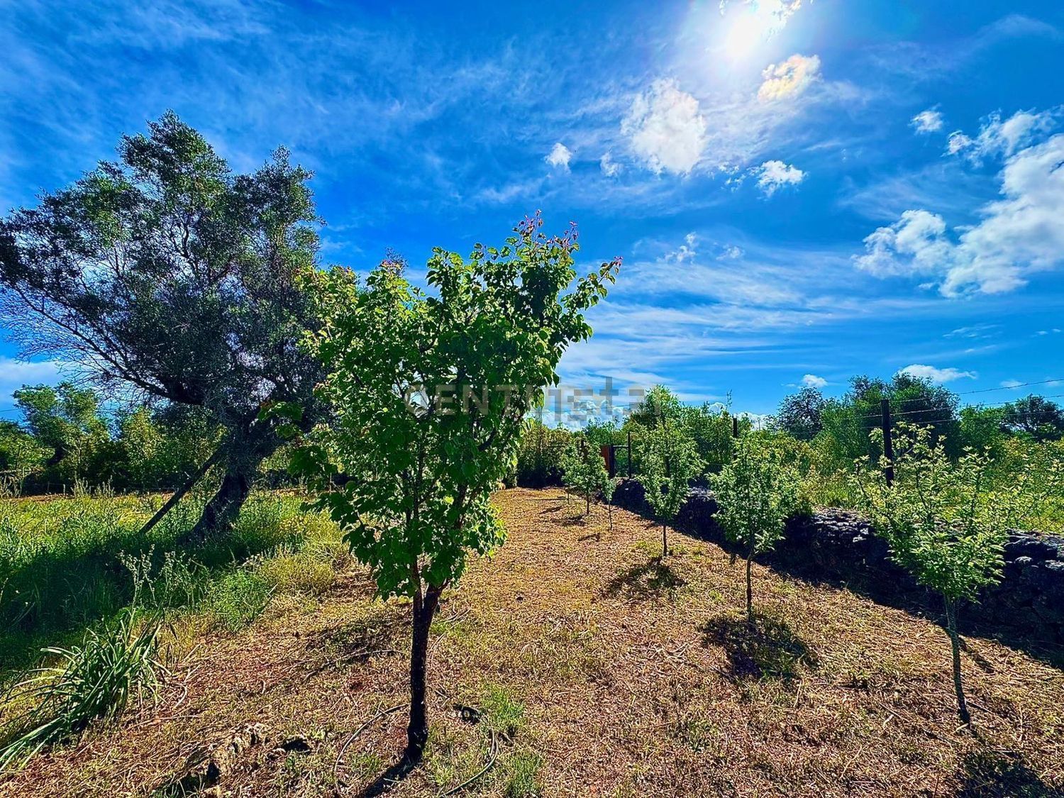 小楼房或独栋别墅出售Aivados e Fontes, Alcantarilha, Portugal - 花园