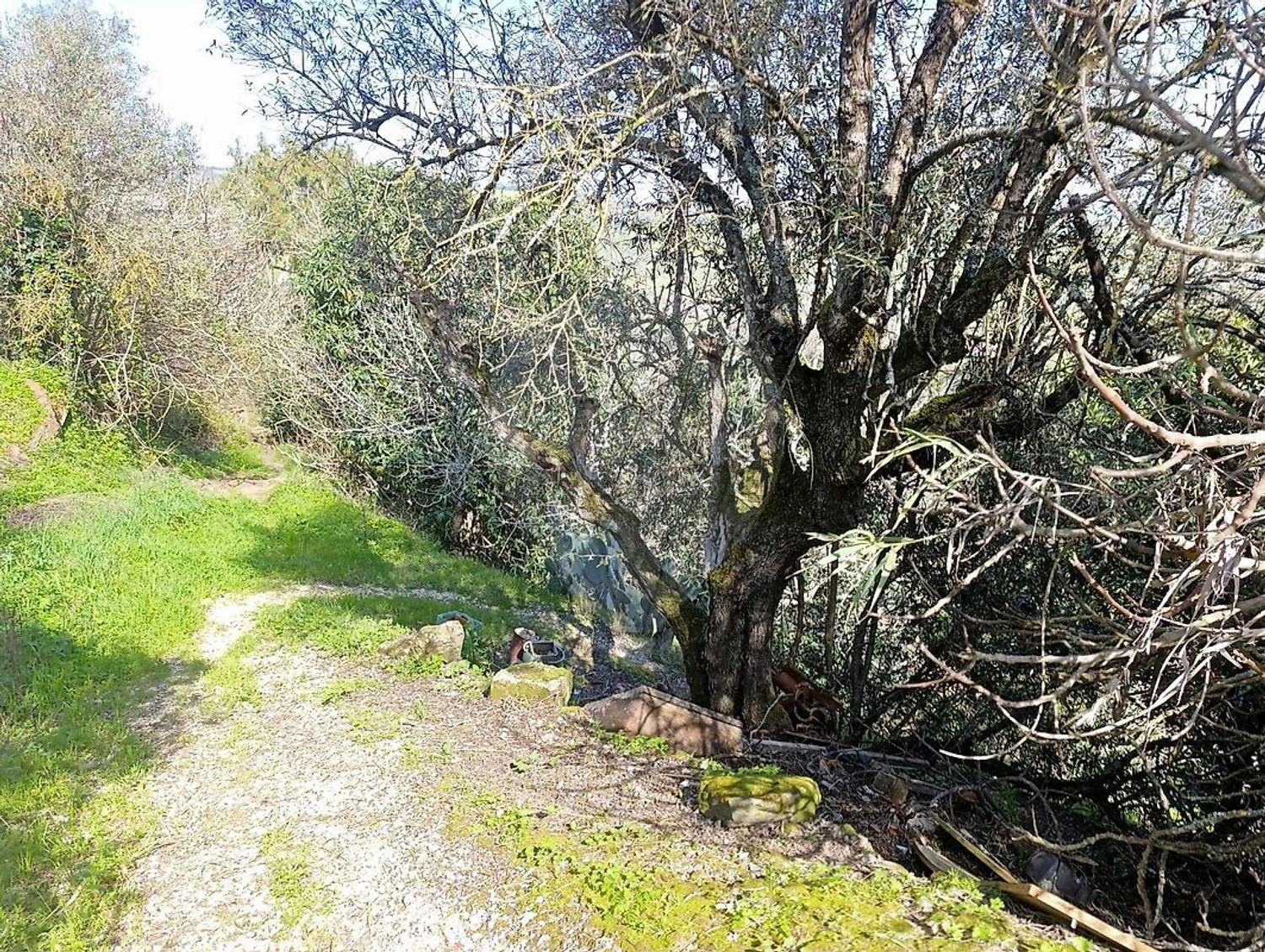 小楼房或独栋别墅出售在Estrada da Quinta da Serra - 花园