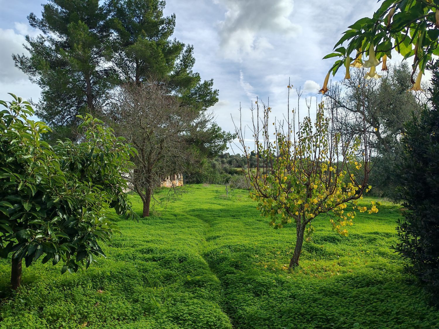 小楼房或独栋别墅出售Sitio de Marrocos, 3 - 花园