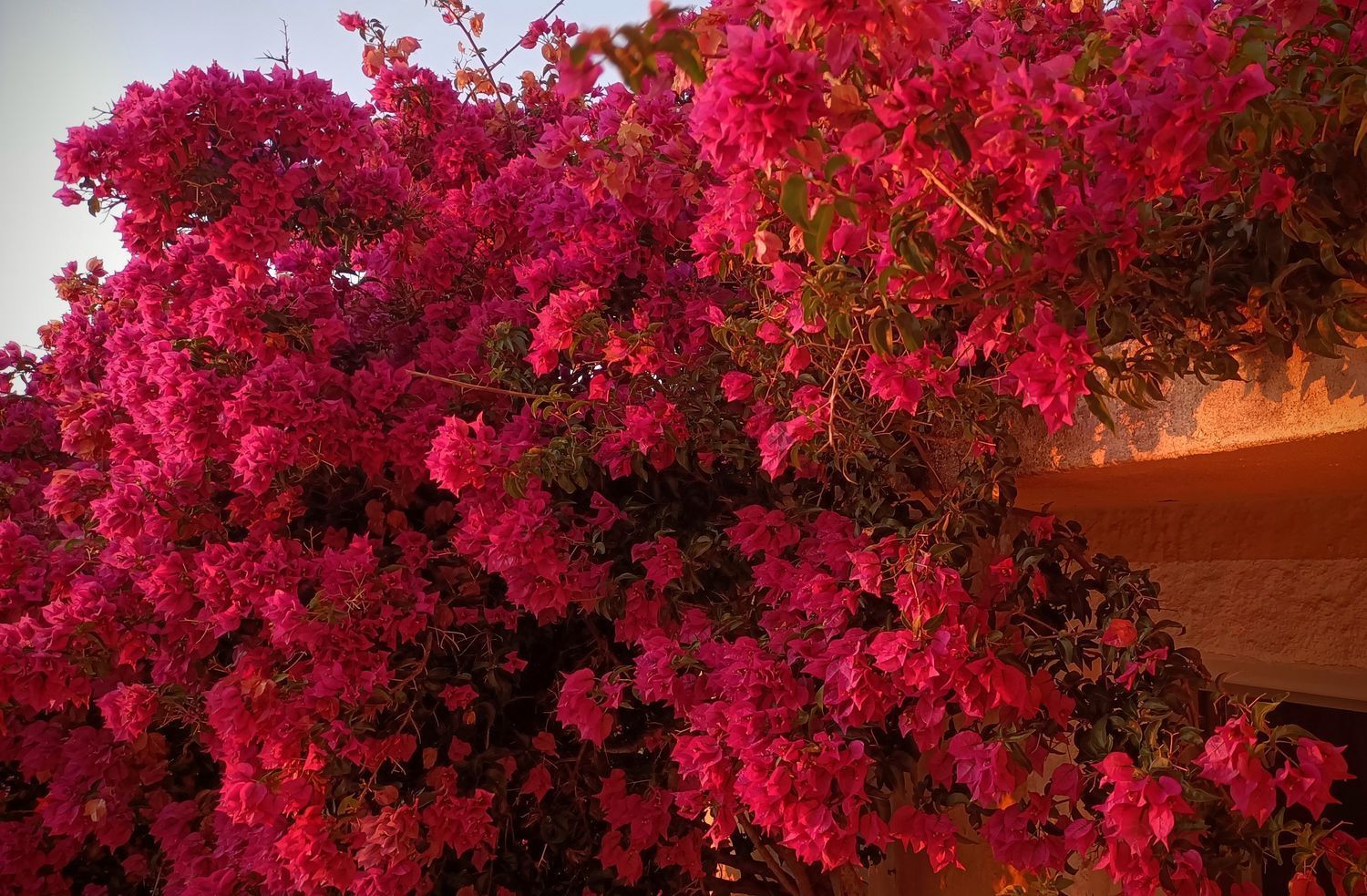 庄园出售Fonte do Palheiro, 11 - 花园