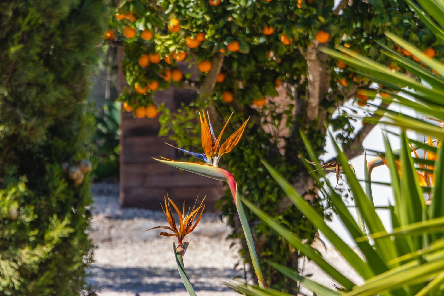 小楼房或独栋别墅出售Quinta Da Terra Nova , Terra das Almas - 花园