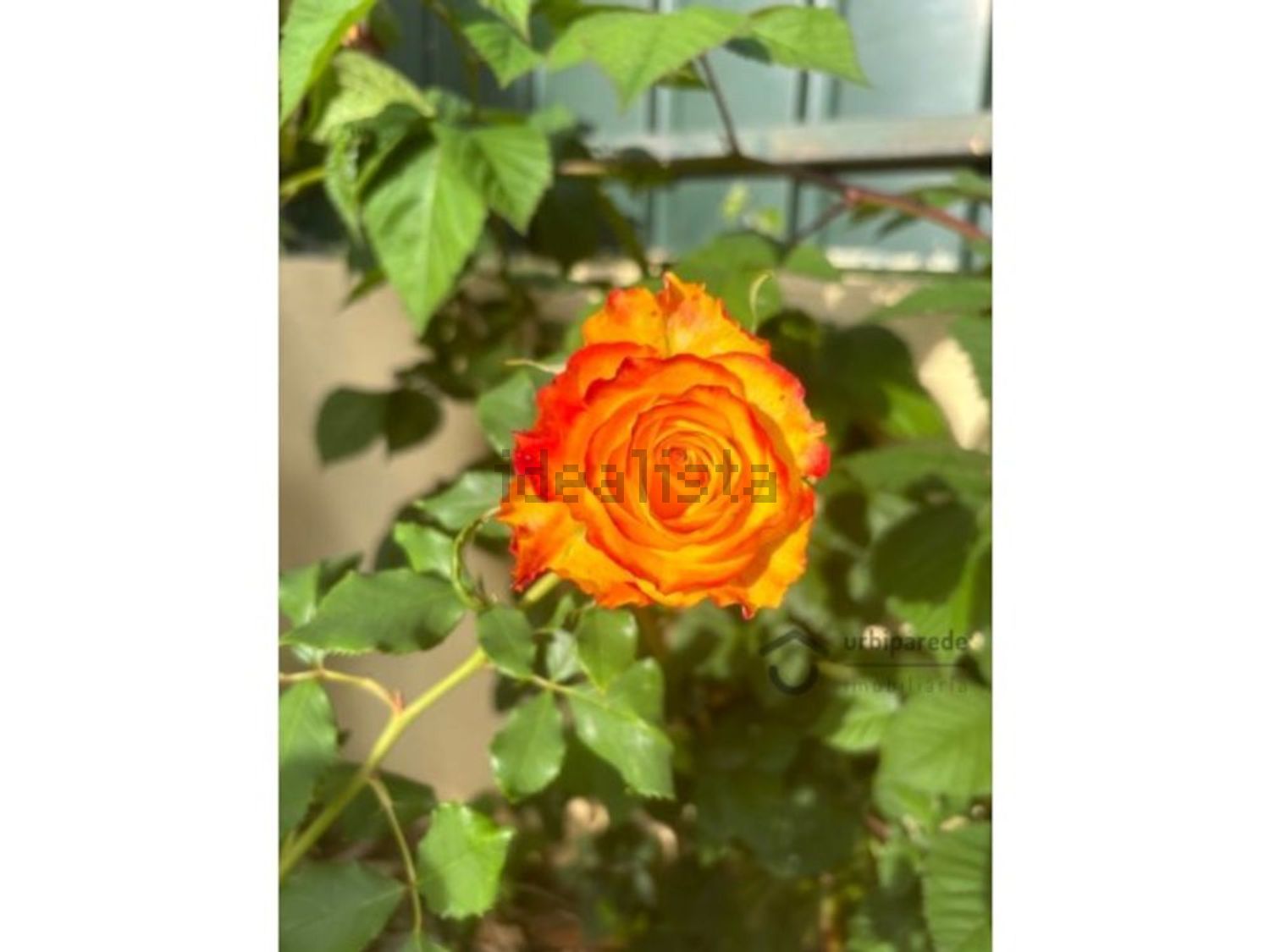 出租小楼房或独栋别墅在Praceta Susana Feitor s/n - 花园