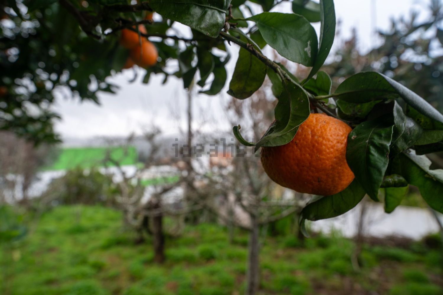 小楼房或独栋别墅出售在Rua Carreira da Corsa, 28 - 照片