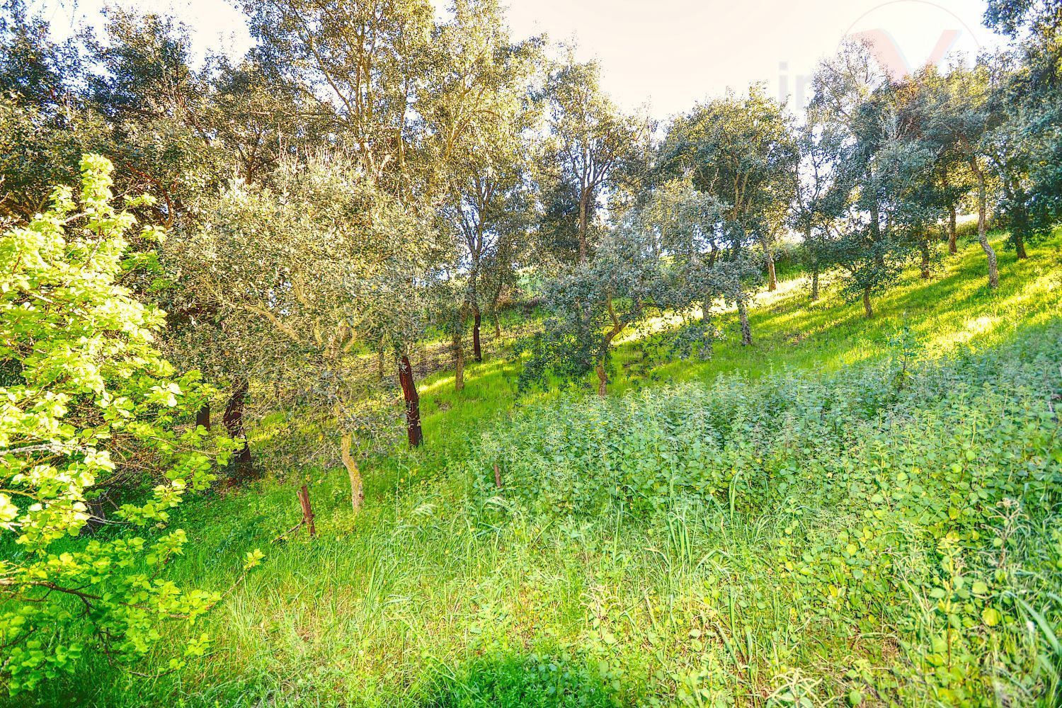 庄园出售在Melides - 花园