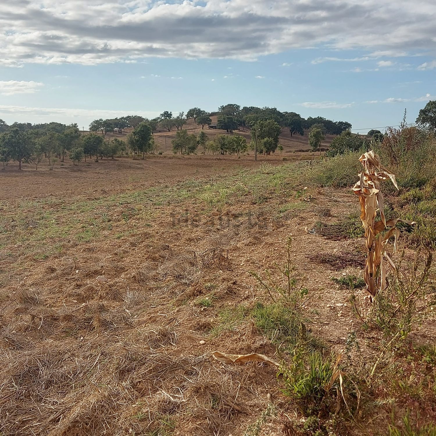 阿连特茹山出售Zona rural de Cercal do Alentejo Zonarural - 照片