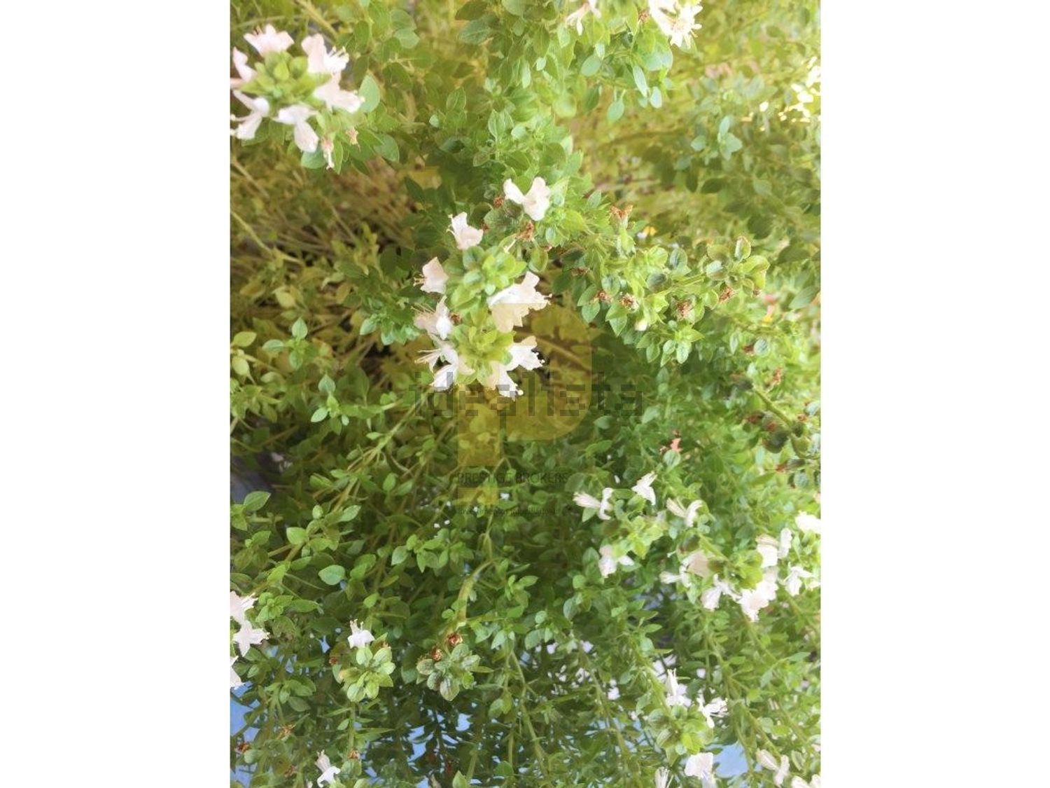 庄园出售在Poceirão e Marateca - 花园