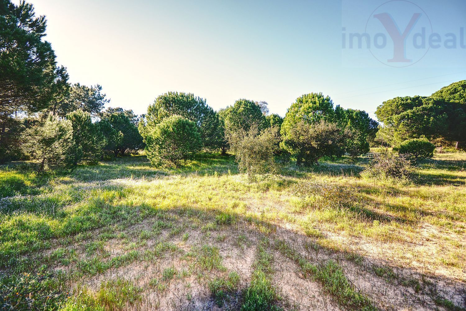 庄园出售在Melides - 花园