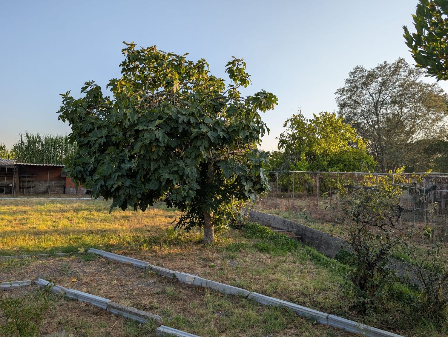 小楼房出售在Rua Doutor Evaristo Sousa Gago, 10 n - 花园