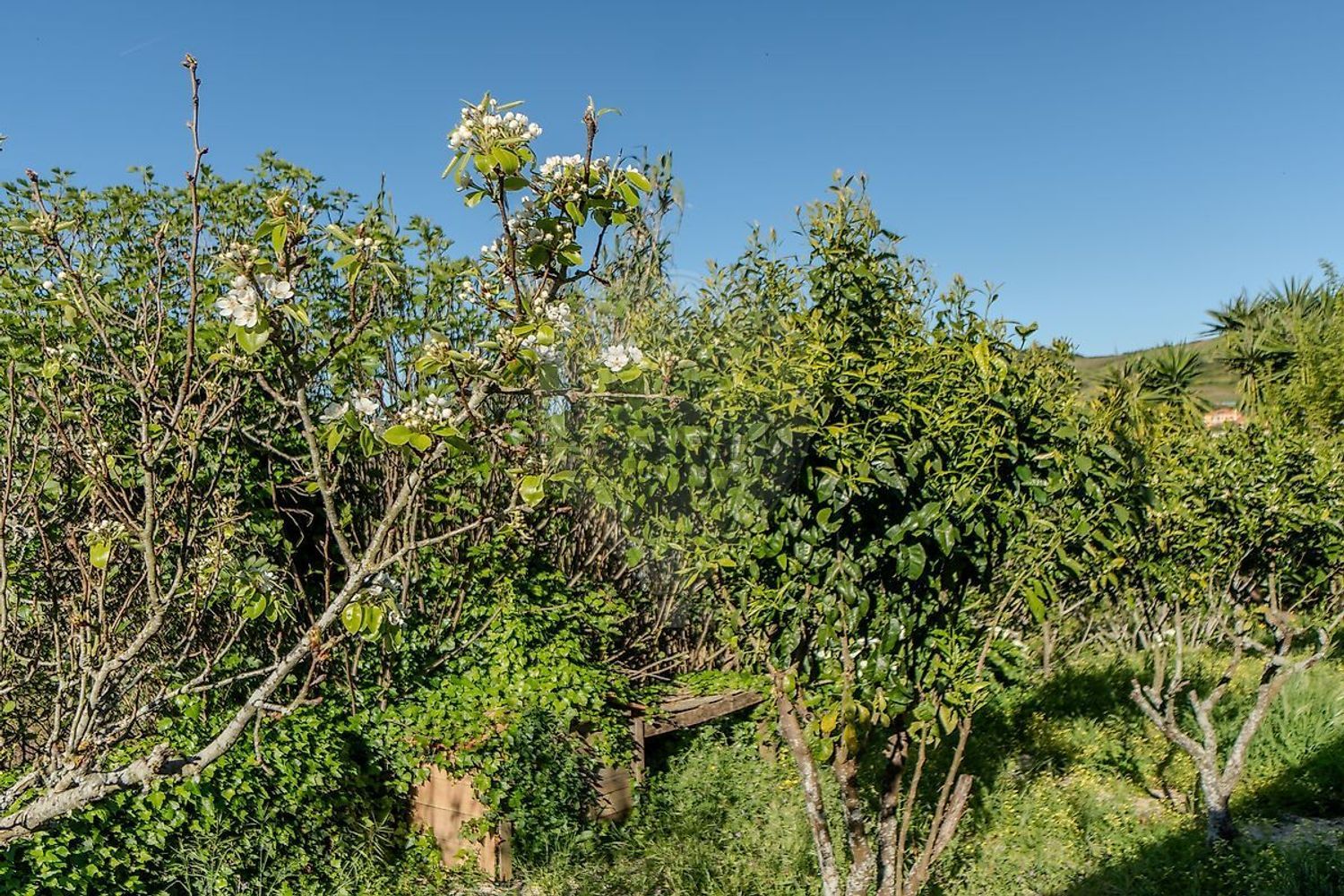 小楼房或独栋别墅出售在São Quintino - 花园