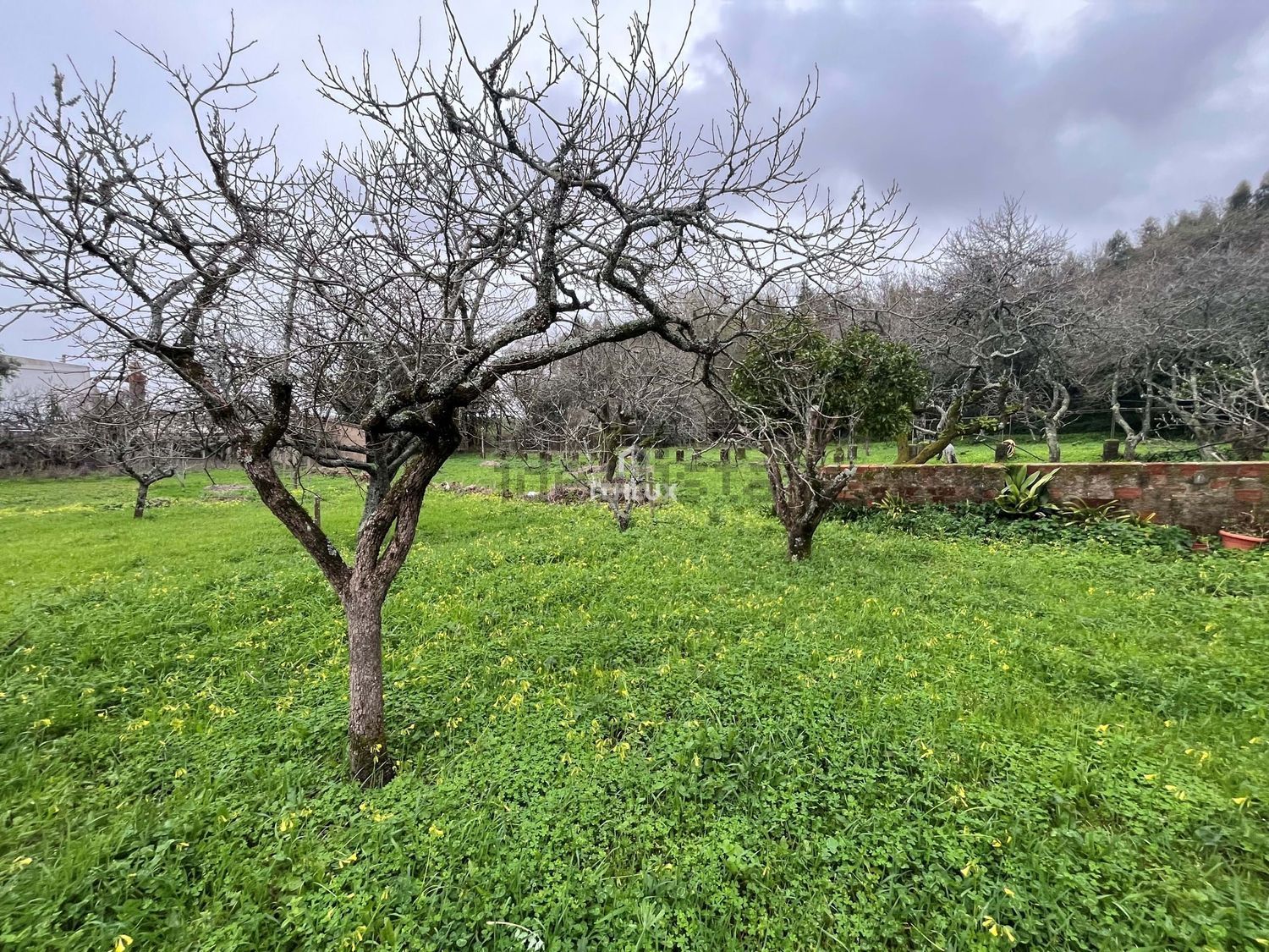 庄园出售在São Pedro de Penaferrim - 花园