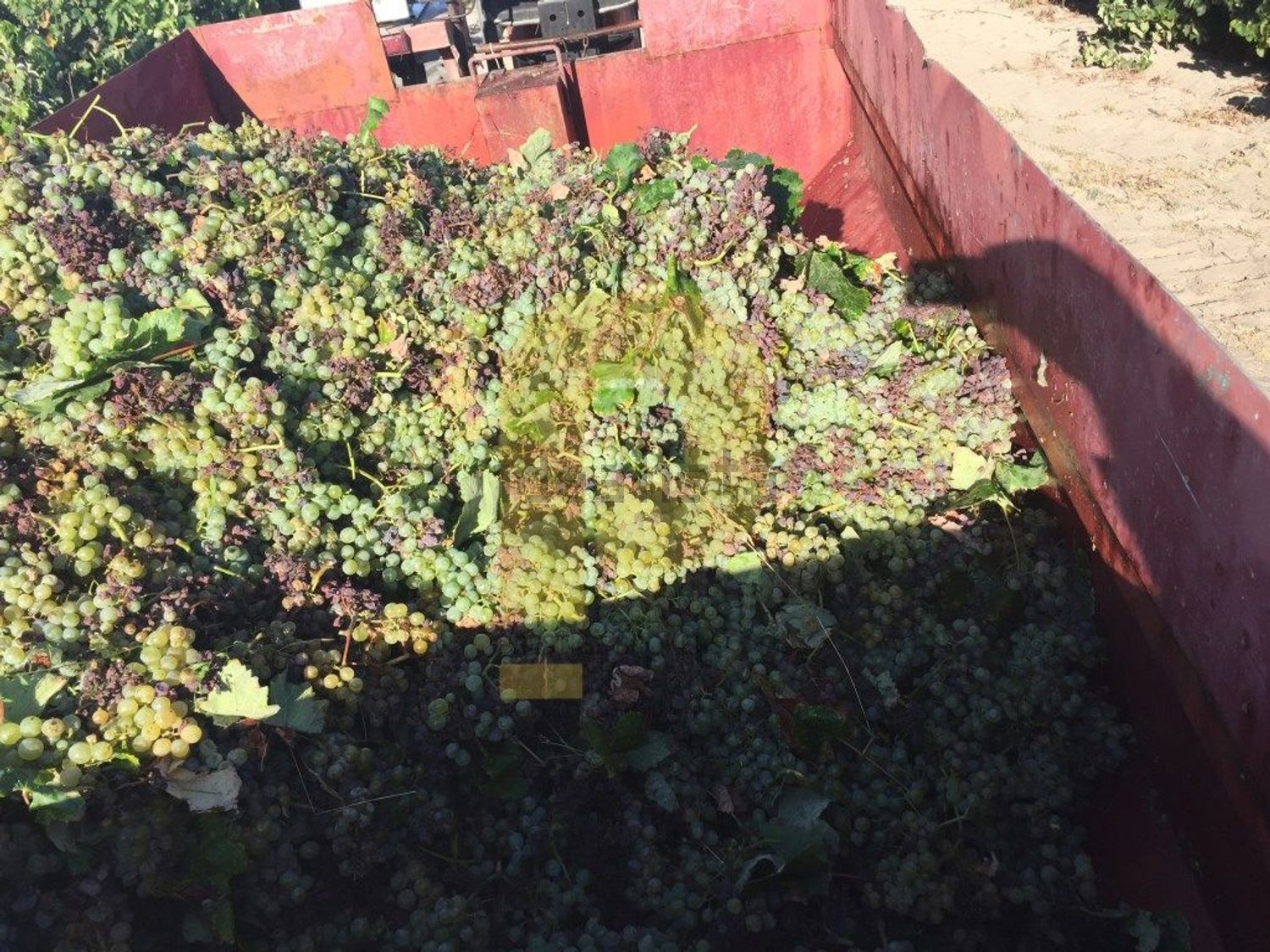 庄园出售在Poceirão e Marateca - 花园