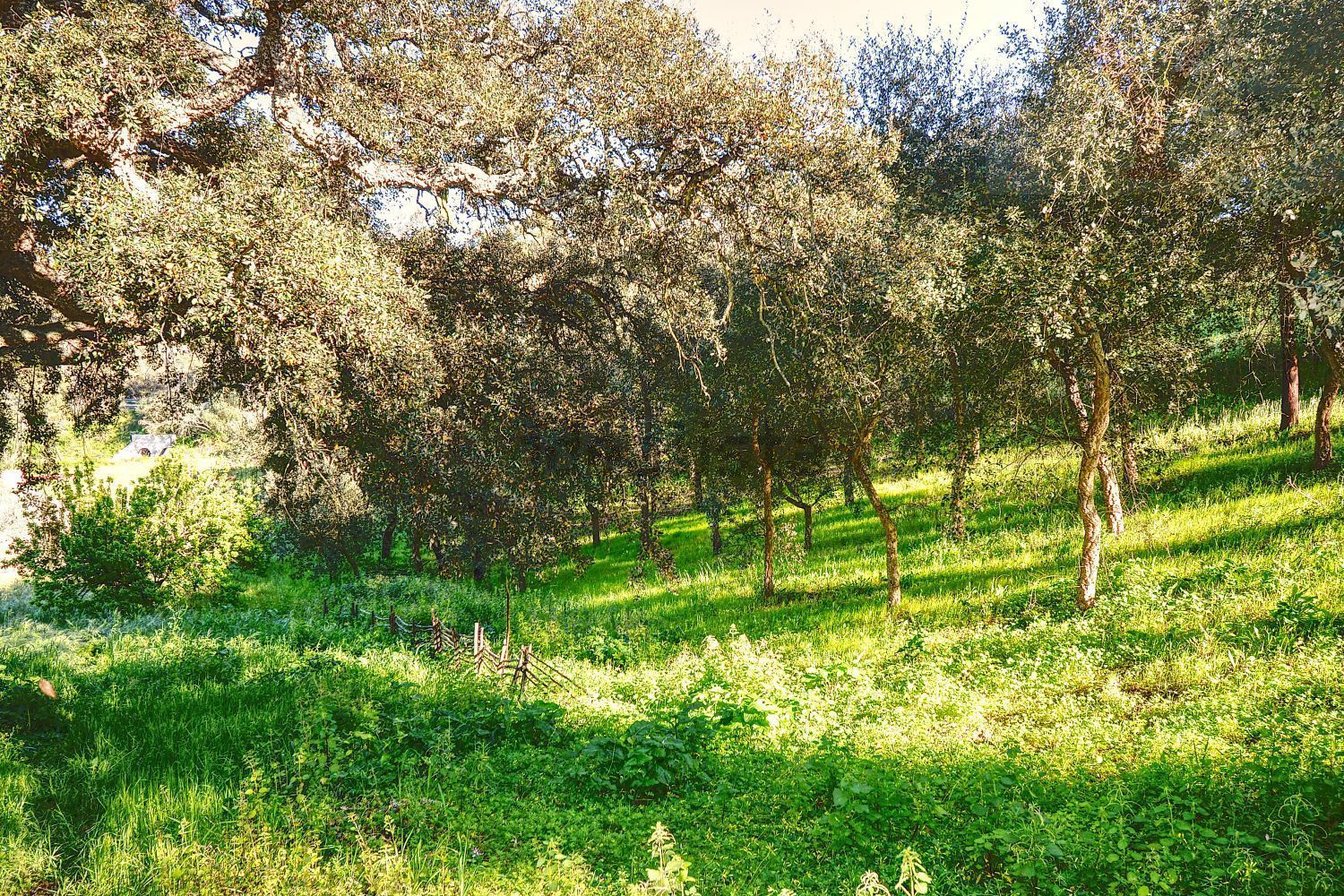 庄园出售在Melides - 花园