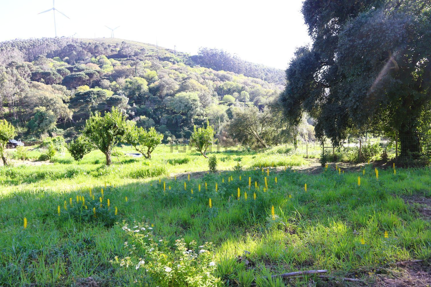 小楼房或独栋别墅出售在Estrada de Santo Estevão - 花园