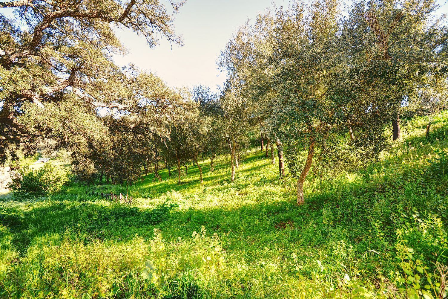 庄园出售在Melides - 花园