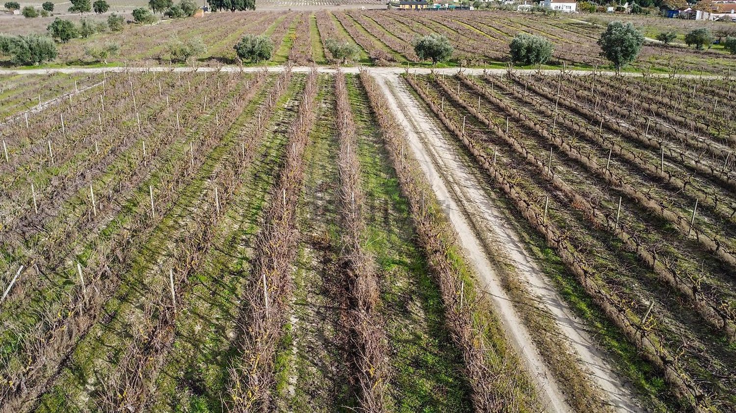 庄园出售在Poceirão e Marateca - 花园